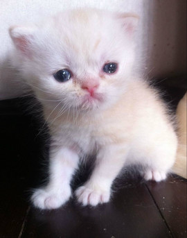 экзотические котята 2