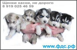 щенки Хаски, 2 м, черно-белые и серо-белые (волчий тип)