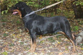 Ротвейлер Маруся ждёт хозяина