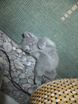 ПРОДАЮТСЯ шотландские котята! 2