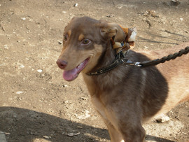 Ищем хозяина