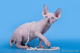 Сфинкс-восхитительный котёнок! 4