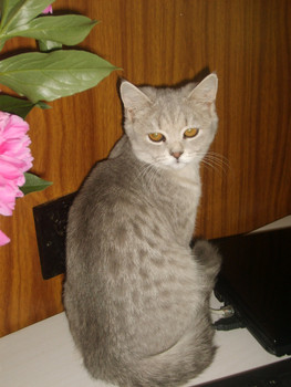 Британская короткошерстная кошка 4