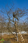 Обрезка деревьев специалистами Тимирязевской Академии. Качествен