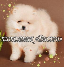 Малыши померанцы редких окрасов