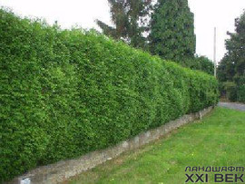 Живые изгороди - посадка и уход от специалистов Тимирязевской Ак