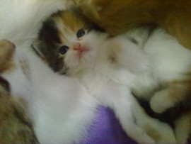 Продажа пушистых котят 5