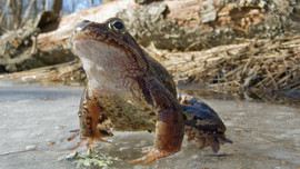 Panasonic LumixDMC-LX2 Black, РосТест. 7