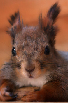 Белка обыкновенная.