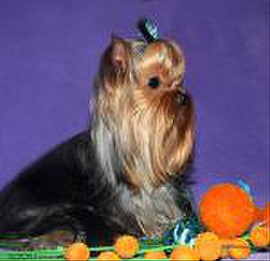 Вязка с мини йорком