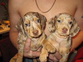 щенки таксы