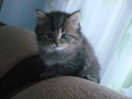 Британские котята