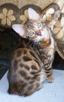 Бенгальский котёнок, девочка 3