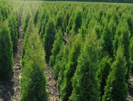 Продаем качественные Российские саженцы хвойных и лиственных дер