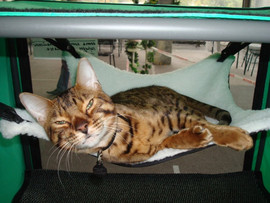 Вязка с бенгалом