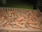 Продажа моркови Оптом от 20 тонн(Канада).