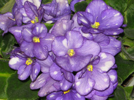 Красивые фиалки за 30 руб. 5