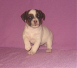 Джек Рассел терьер – щенки