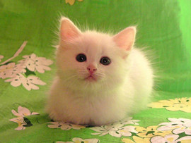 Белый котёнок ждёт хозяина. Возможна доставка.