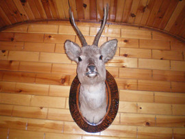 продам головы 8