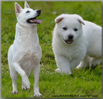 Щенки Белой Швейцарской Овчарки