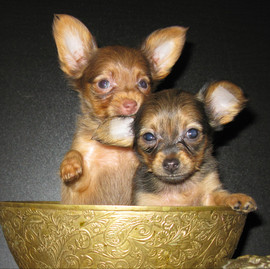 щенки и подростки той терьер