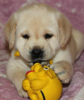 Палевый щенок шоу-класса. Интервязка. 6