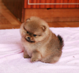 Продам собачек 6