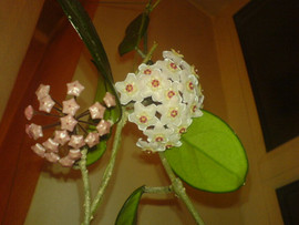 Комнатные растения.продаю