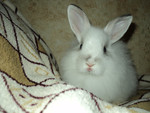 Карликовый Ангорский Кролик