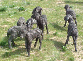 Шкурки яхобаб