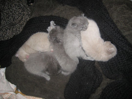 Голубые и лиловые британчики