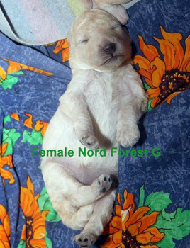 Щенок большого (королевского) пуделя!