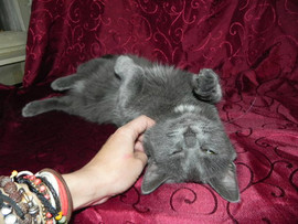 Котик подросток(5мес.)