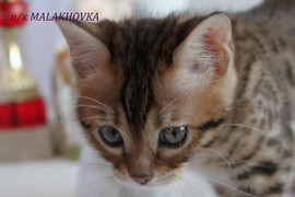 Ласковые бенгалы 2