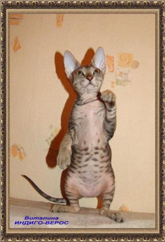 Котята Донского сфинкса 3