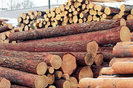 Продажа круглого леса и гонта из кедра и лиственницы 9
