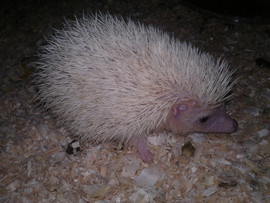 продам ежика африканского