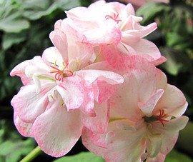 пеларгонии 2