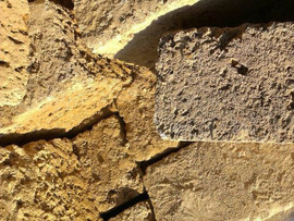 Ракушечник крымский 3