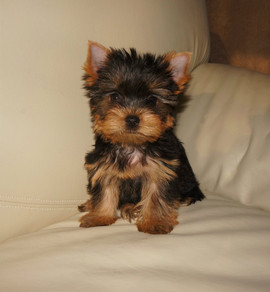 Щенки йоркширского терьера. Корм в подарок.