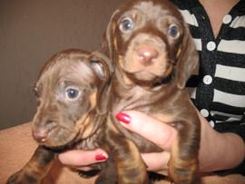 Таксята миниатюрные