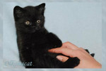 Котенок-котик шотландский черного окраса.