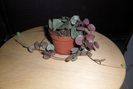 продам растения не дорого