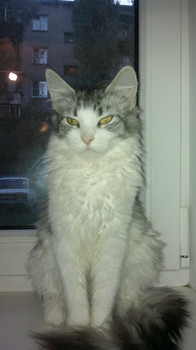 ласковые кунята