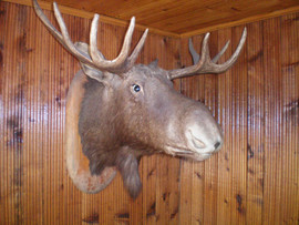 продам головы 4