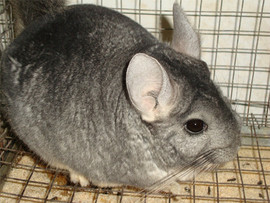 Разведение шиншилл 5