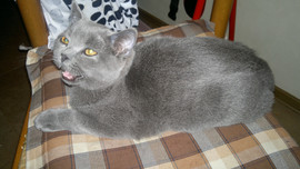 Британские котята