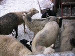 Срочно продаю овечью шерсть