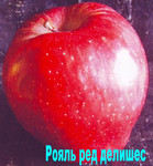 Карликовая и полукарликовая яблоня Рояль ред делишес